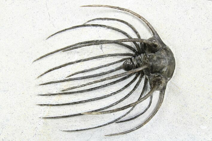 Rare, Spiny Heliopeltis Trilobite - Issoumour, Morocco #255447